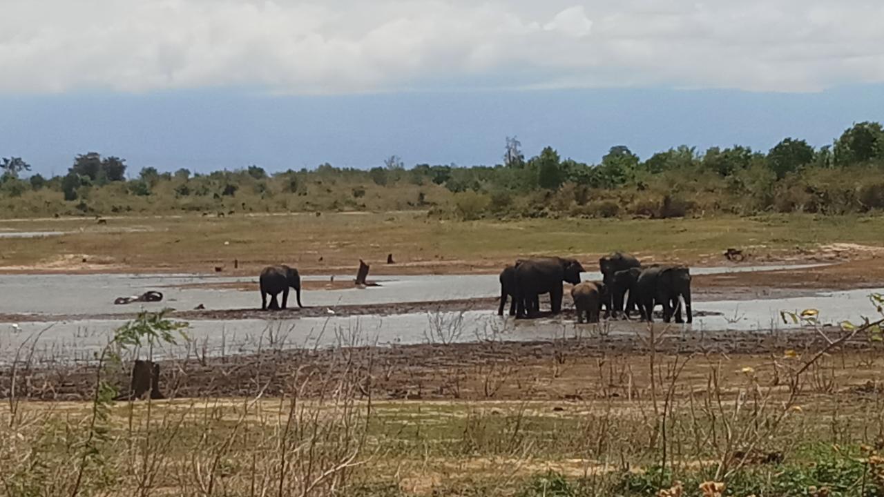 Cassia Udawalawe Hotel Buitenkant foto